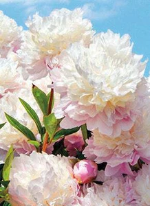 Sympathy Greeting Card - White Peonies - Picture 1 of 2