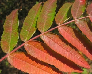 Echter Essigbaum -Rhus typhina- 20 Samen - Bild 1 von 1