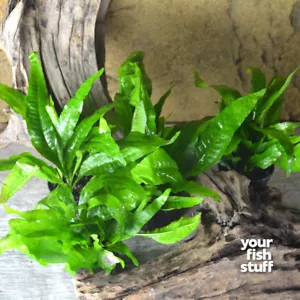 Java Fern Microsorum pteropus Live Aquarium Plant **Buy 1 Get 1 50% OFF** POTTED - Picture 1 of 4