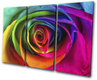 Colourful Rainbow  Rose Flower Floral TREBLE Leinwand Kunst Bild drucken