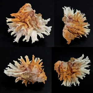 Chamidae, chama lazarus, Mactan Isl., Philippines, +/- 70,9 mm, XL, SUPERB - Imagen 1 de 1