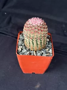 Echinocereus pectinous v. rubrispinus, cactus plant - Picture 1 of 6