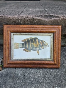 Vintage Lithograph Xiphochilus Fasciatus Framed Lithograph Rare Estate Find - Picture 1 of 9