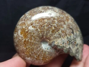 Ammonite Phylloceras Fossil from Madagascar 2.5" (166.8 gr.) - Picture 1 of 5