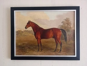 Bay Horse Print on Canvas Black Frame Medium 45cm x 35cm. Ex Shop Stock. - Picture 1 of 5