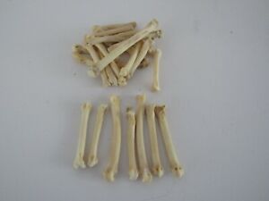 10 Bobcat Foot Bones Metatarsals Jewelry Supplies Craft Projects Coyote Bones 