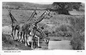 African Wild Life Giraffe Watering Hole Posted in Uganda c1957 RP Postcar H640 - Picture 1 of 3