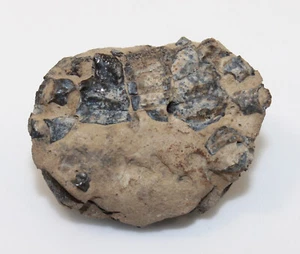 Krebs, Dakoticancer overanus, Kreide, Carson County, South Dakota, USA -eb9706 - Picture 1 of 5