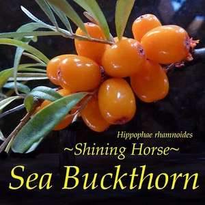 ~Sea Buckthorn~ Hippophae rhamoides Cold Hardy to Zone 3a ~Shining Horse~ SEEDS  - Picture 1 of 12