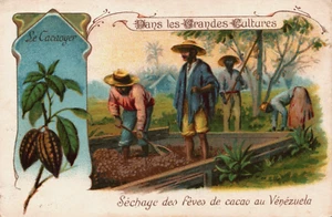 Tarjeta Victoriana Le Cacaoyer Séchage Cacao au Vénézuela Venezuela L1 - Imagen 1 de 2