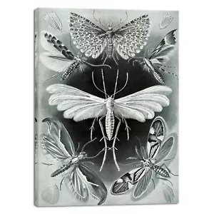 Ernst Haeckel Art Forms in Nature Poster Print Macabre Poster Moths Canvas Art - Picture 1 of 7