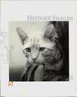 1990 Press Photo "Prince Charming," Cat Available For Adoption At Louisiana Spca