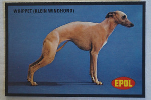 Dogs Vintage 1974 Epol Animal Feeds Colour Collector Card - Whippet