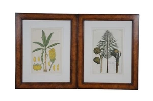 2 French Pierre Buchoz Nipa Palm Banana Tree Exotic Botanical Engravings 22" - Picture 1 of 13