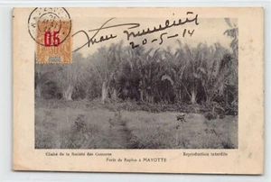 Comores - MAYOTTE - Forêt de Raphia - Ed. Société des Comores - Picture 1 of 2