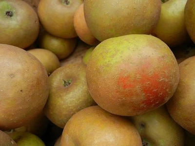Dwarf Apple Ashmeads Kernel'  ideal for patio or small gardens - Image 1 of 2