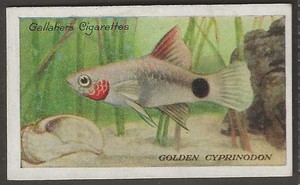 GALLAHER-THE ZOO AQUARIUM 1924-#081- GOLDEN CYPRINODON 