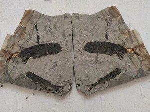Ein Paar authentische und einzigartige antike Fischfossilien C01 - Bild 1 von 8