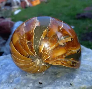 Nautilus Cymatoceras Gigant Poliert Ammonit Ammoniten Nautilid 11cm Perlboot - Bild 1 von 9