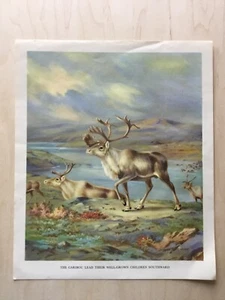 Walter Alois Weber Homes & Habits of Wild Animals Caribou 10x12” - Picture 1 of 2