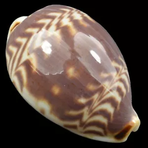 CYPRAEA (Palmadusta) DILUCULUM (Zanzibar Isl., Tanzania) 25.2mm #47172 - Picture 1 of 4
