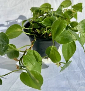 Heartleaf Philodendron – Full Rooted Plant | Easy Care Trailing Houseplant - Picture 1 of 10