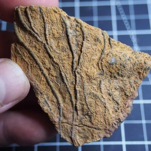 95g Mahoumacrinus sp. Scyphocrinites elegants Crinoid Devonian Fossil 1272 - Picture 1 of 7