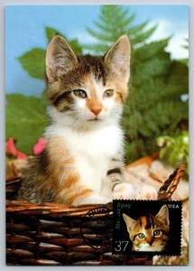 #3670 Neuter and Spray Cats FDC Maxi Card w/Pictorial Cancel - Picture 1 of 2