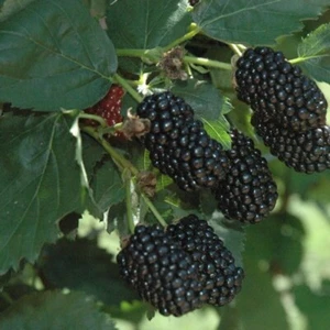 Prime-Ark Freedom Floricane Blackberry - 1 TC Plant/Plug - 2-4 in -Edible! - Picture 1 of 2