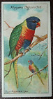 Blue Mountain Lory  Vintage 1908 Illustrated Card  Wc14