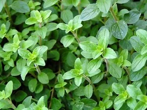 Oregano Herb Seeds, Oregano Seeds,"Cool Beans N SPROUST" Brand. Home Gardening. - Picture 1 of 3