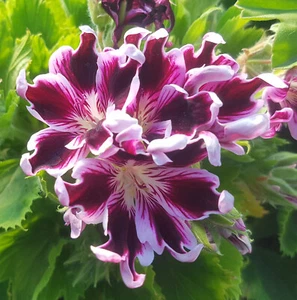 Aces Regal Pelargonium x 1 Plant --------------------- Geranium - Picture 1 of 5