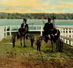 c.1910 Postal Jacksonville Florida State Seal Avestruz Arnés Carreras Granja - Imagen 1 de 3