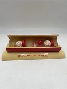 Vintage Rare Health Edco Health Education Large Blood Components Model - Picture 1 of 5