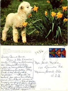 Postal de colección - CORDERO DE PRIMAVERA - Un cordero recién nacido y bulbos de primavera - Nueva Zelanda - Imagen 1 de 1