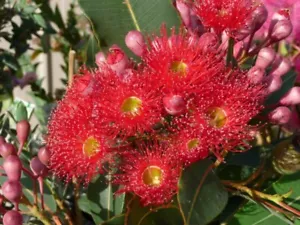 10 X RED EUCALYPTUS GUM SEEDS,STUNNING FLOWERS,CORYMBIA FICIFOLIA,NATIVE GARDEN - Picture 1 of 5