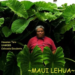 ~MAUI LEHUA~ TARO for POI UH#85 edible Colocasia REAL HAWAIIAN live small Plant - Picture 1 of 10