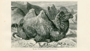 BACTRIAN CAMEL ANTIQUE 1885 ANIMAL ENGRAVING ART PRINT - Picture 1 of 1