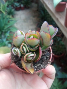 kalanchoe fedtschenkoi planta joven Ø 5 cm suculentas crasas - Foto 1 di 5