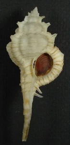 MUREX KIIENSIS 69.87mm BEAUTIFUL RARE SPECIMEN off Kii, Japan - Picture 1 of 2