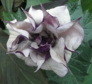 2 JUNGPFLANZEN -MUTTERTAG -ENGELSTROMPETE LILA/WEIß-DATURA - Bild 1 von 3