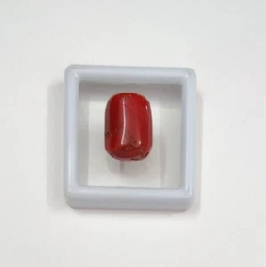 Cabujón de coral rojo pulido piedras preciosas de colección 100 % natural italiano coral cabujón - Imagen 1 de 11