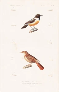 Saxicola rubicola Curruca luscinia birds Vögel engraving Stahlstich Cuvier 1817 - Bild 1 von 1