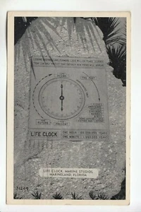Live Clock Marine Studios Marineland FL - Picture 1 of 1