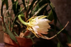 Königin der Nacht epicactus Queen of the Night Kaktus Cactus - Bild 1 von 3