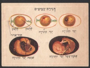 Incubating eggs card From Israeli Animals Cards Set, By Tamar 1960's judica - Picture 1 of 2