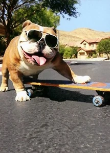 Funny HAPPY BIRTHDAY Card, Cool Bulldog Skateboard Skate Sunglasses by Avanti +✉ - Picture 1 of 5