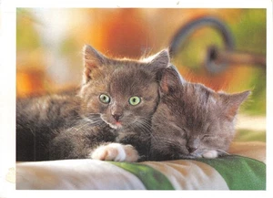 POSTAL PERRO Y GATO TAMAÑO CONTINENTAL GATO BUENA MUY BUENA - Imagen 1 de 2