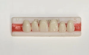 Croce resina acrilica dentale 4H - colore 59 anteriori inferiori - denti collegati - Foto 1 di 2