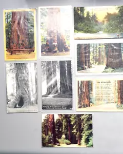 Vintage U.S. Post Cards, Early 1900's. Redwood Forest, CA. lot of 8, All posted - Picture 1 of 9